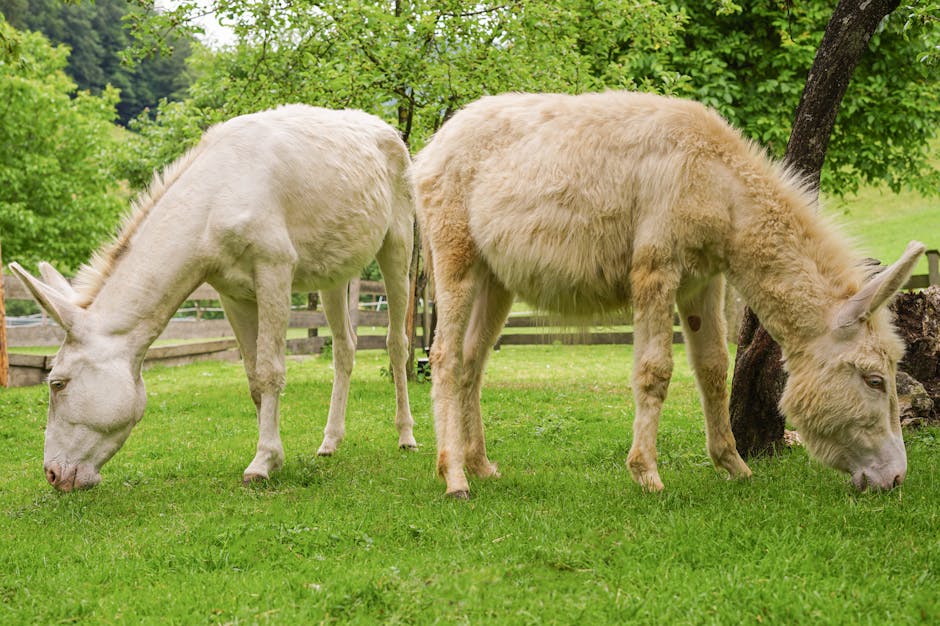 Donkeys grazing