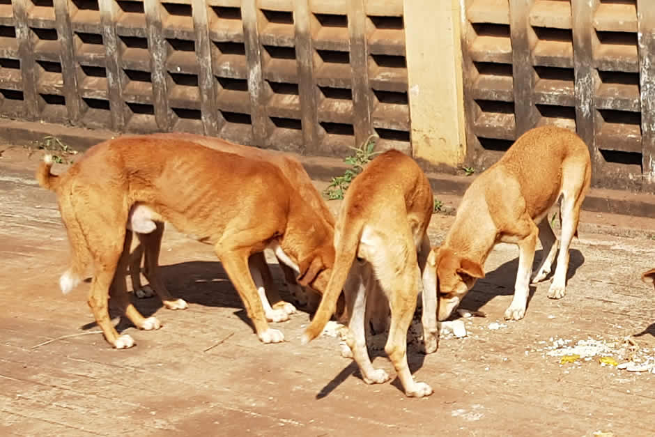 Veterinarian and volunteer examine a happy dog